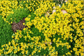 Yellow Acre Sedum Seeds – Sedum acre Ground Cover Succulent, Drought Tolerant Perennial Plant for Garden Landscaping