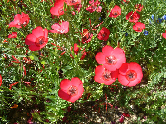 100 Scarlet Flax Seeds – Linum grandiflorum rubrum Wildflower Seeds for Pollinator Gardens, Cottage Garden, Meadow Plantings