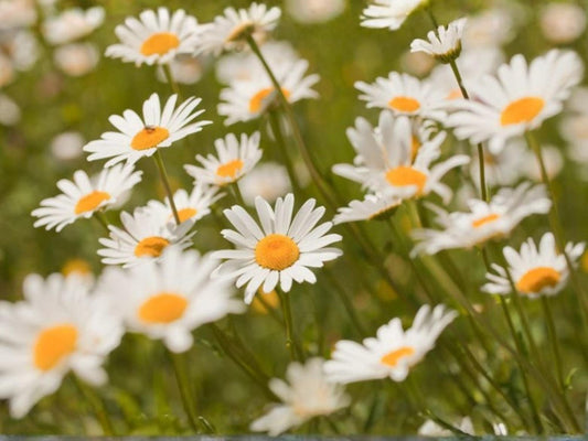 Oxeye Daisy Seeds – Leucanthemum vulgare Wildflower Seeds for Pollinator Gardens, Cottage, Meadow, Naturalistic Plantings