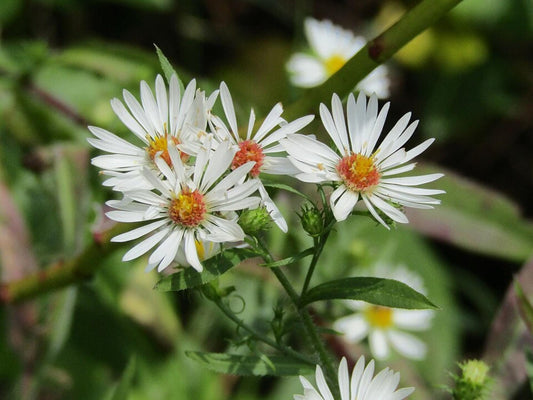 100 Heath Aster Seeds – Symphyotrichum pilosum Wildflower Seeds for Pollinator Gardens, Cottage, Meadow & Natural Landscapes