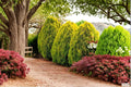 Golden Oriental Arborvitae Seeds – Platycladus orientalis, Evergreen Tree, Landscape & Garden Plant, 30 Seeds