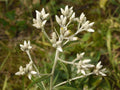 Sweet Everlasting Seeds - Native Wildflower for Pollinator Gardens, Cottage & Meadow Landscapes, Pseudognaphalium obtusifolium