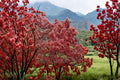 Sourwood Tree Seedling – Oxydendrum arboreum – Deciduous Garden Tree for Outdoor Landscaping