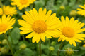 Swamp Sunflower Seeds (100) – Helianthus angustifolius Native Tall Bright Yellow Blooms for Pollinators & Wetlands