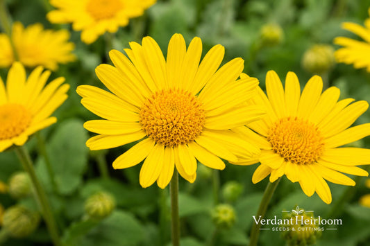 Swamp Sunflower Seeds (100) – Helianthus angustifolius Native Tall Bright Yellow Blooms for Pollinators & Wetlands