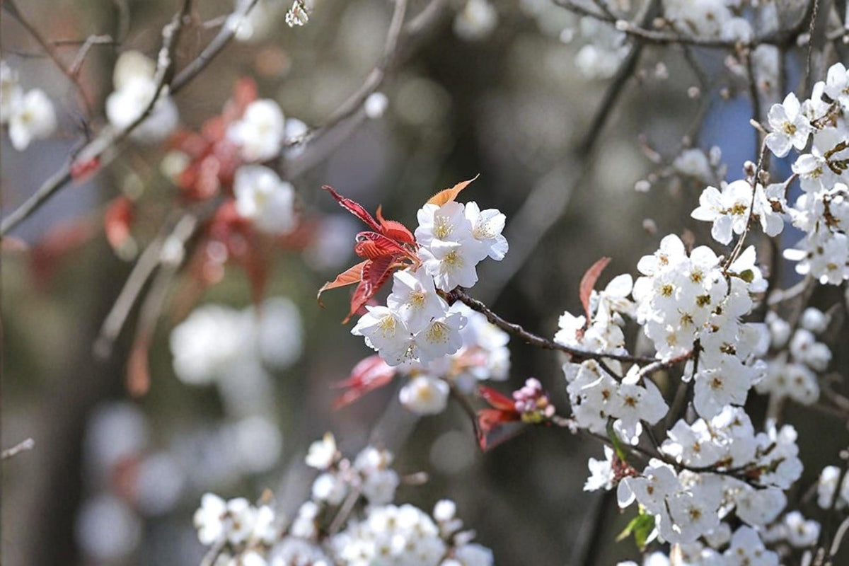 White Flowering Cherry Tree Seeds – Prunus serrulata – Deciduous Landscape Flowering Tree with White Blooms