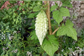 Bitter Gourd Seeds, Momordica charantia, Climbing Vine, Vegetable Seeds, Outdoor Garden Plant, Edible Fruit, 20 Seeds