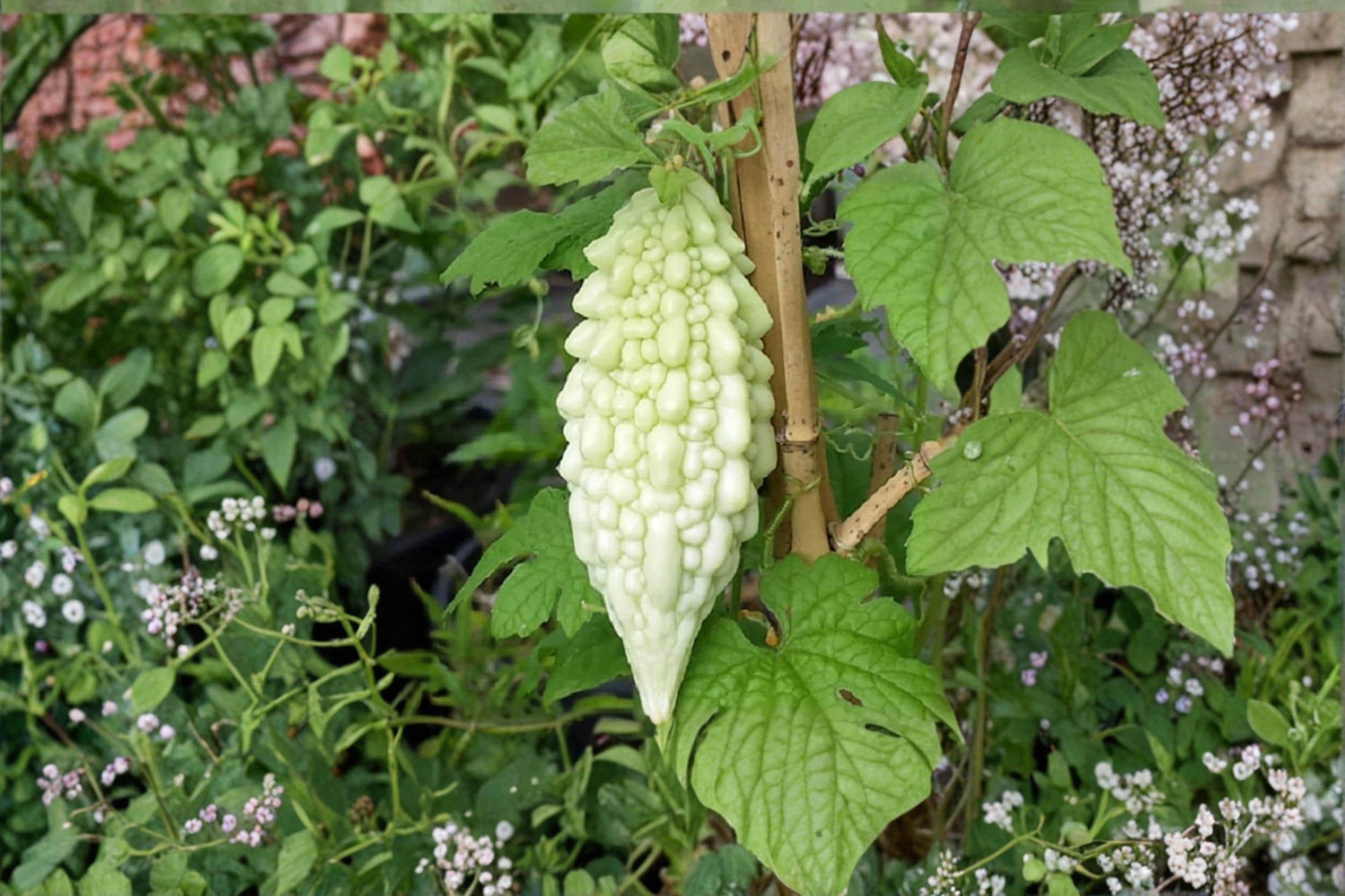 Bitter Gourd Seeds, Momordica charantia, Climbing Vine, Vegetable Seeds, Outdoor Garden Plant, Edible Fruit, 20 Seeds