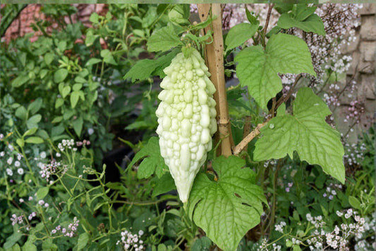Bitter Gourd Seeds, Momordica charantia, Climbing Vine, Vegetable Seeds, Outdoor Garden Plant, Edible Fruit, 20 Seeds