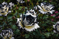 Rare Black & White Rose Seeds - 20 Non-GMO Heirloom Rosa spp. for Garden Planting and Landscaping