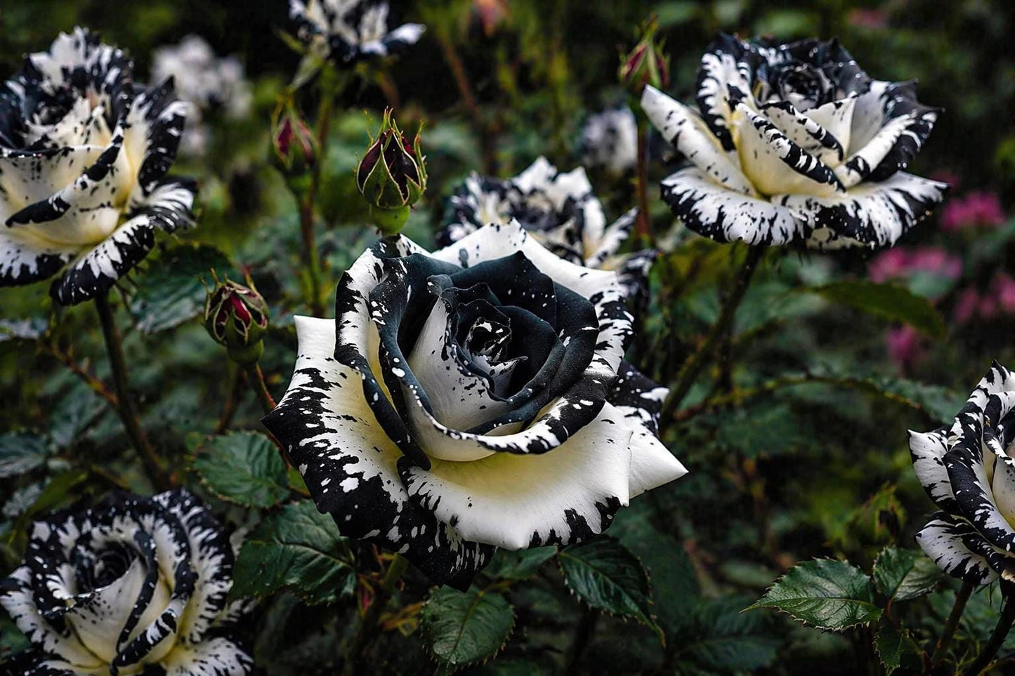 Rare Black & White Rose Seeds - 20 Non-GMO Heirloom Rosa spp. for Garden Planting and Landscaping