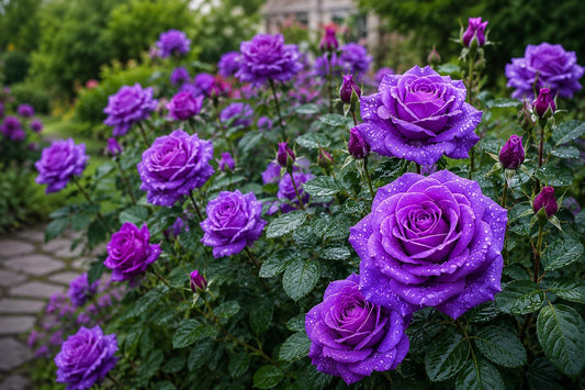 Rare Purple Rose Seeds - 20pcs Rosa spp. for Home Gardens, Easy Germination, Ornamental Shrubs, Attracts Pollinators