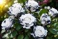 Rare Ink Rose Seeds - 20 Non-GMO Heirloom Rosa spp. Garden Flower Seeds for Unique Dark Blooms