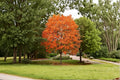 Sugar Maple Tree Seedling – Acer saccharum – Deciduous Garden Tree for Outdoor Planting