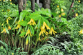 Bellwort Seeds – Uvularia grandiflora Perennial Woodland Flower, Shade Garden Plant, 10 Seeds