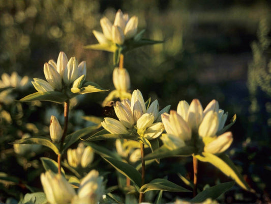 Cream Gentian Seeds – Gentiana flavida Wildflower Seeds for Pollinator Gardens, Cottage Garden, Naturalistic Planting