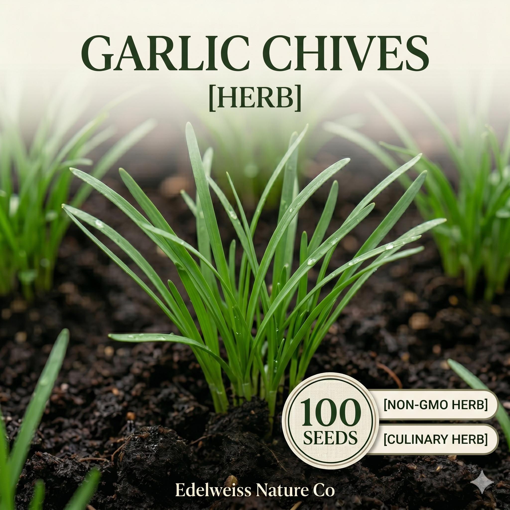 White Sweet Clover Seeds (Melilotus alba) – Pollinator-Friendly Cover Crop & Nitrogen Fixing Plant