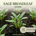 Swamp Sunflower Seeds (100) – Helianthus angustifolius Native Tall Bright Yellow Bloom for Wetlands, Pollinator Gardens