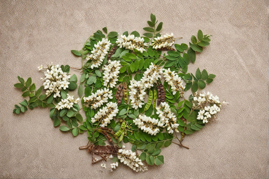 Black Locust Tree Seeds – Robinia pseudoacacia, Deciduous Flowering Tree, Landscape & Garden Plant, 50 Seeds
