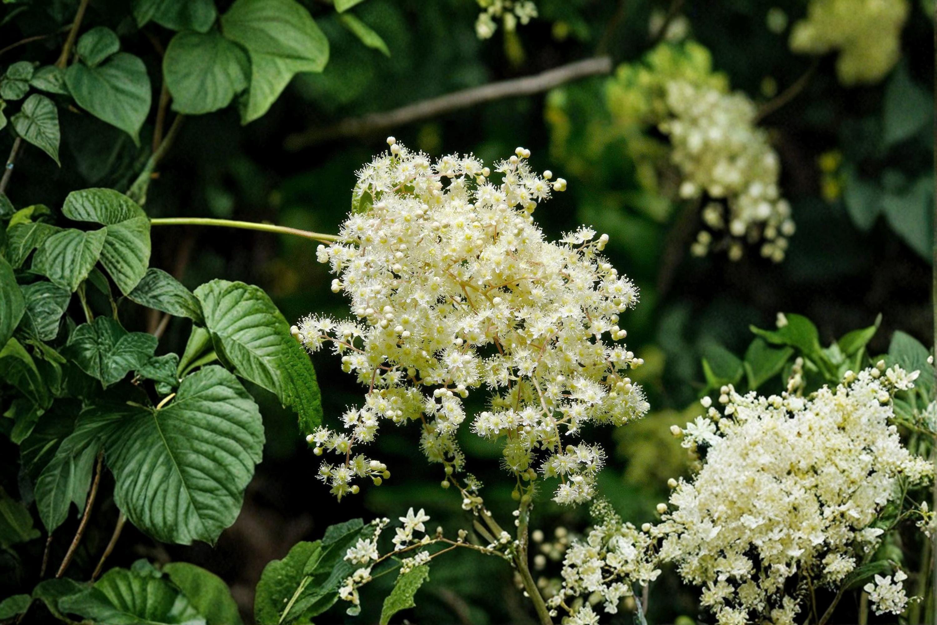 Ocean Spray Seeds – Holodiscus discolor, Deciduous Shrub with Cream Flowers, 50 Seeds for Landscaping & Garden Planting