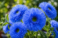 Blue Teddy Bear Sunflower Seeds - 50pcs Annual Helianthus annuus for Garden, Container, Cut Flowers