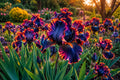 Black Bearded Iris Seeds - 35 Pack, Deep Purple-Orange Blooms, Iris germanica, Drought-Tolerant, Garden Flower Seeds