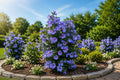 Blue Hibiscus Seeds - 50 Rare Blue-Purple Blooms - Hibiscus syriacus - Garden Flower Seeds for Attracting Pollinators