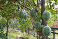 Shark Fin Melon Seeds – Cucurbita ficifolia, Vining Edible Fruit, Garden Plant, Outdoor Growing