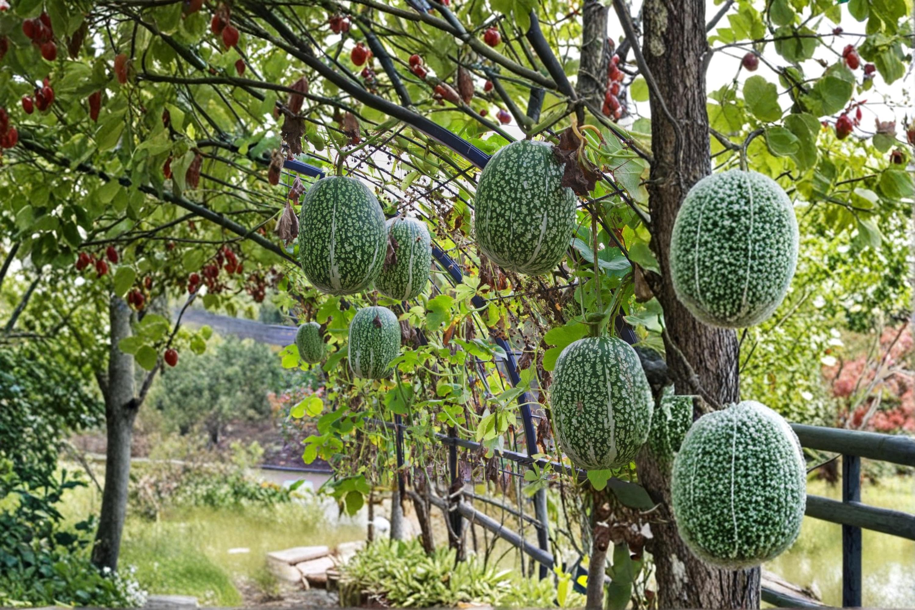 Shark Fin Melon Seeds – Cucurbita ficifolia, Vining Edible Fruit, Garden Plant, Outdoor Growing