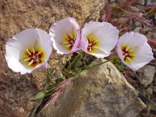 Wildflower Seeds – Calochortus flexuosus Straggling Mariposa Lilly for Pollinator Gardens, Cottage Garden, Natural Landscape
