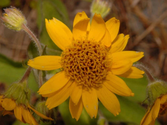 100 Meadow Arnica Seeds - Arnica chammisonis Wildflower Seeds for Pollinator Gardens, Cottage, Meadow, Naturalistic Planting