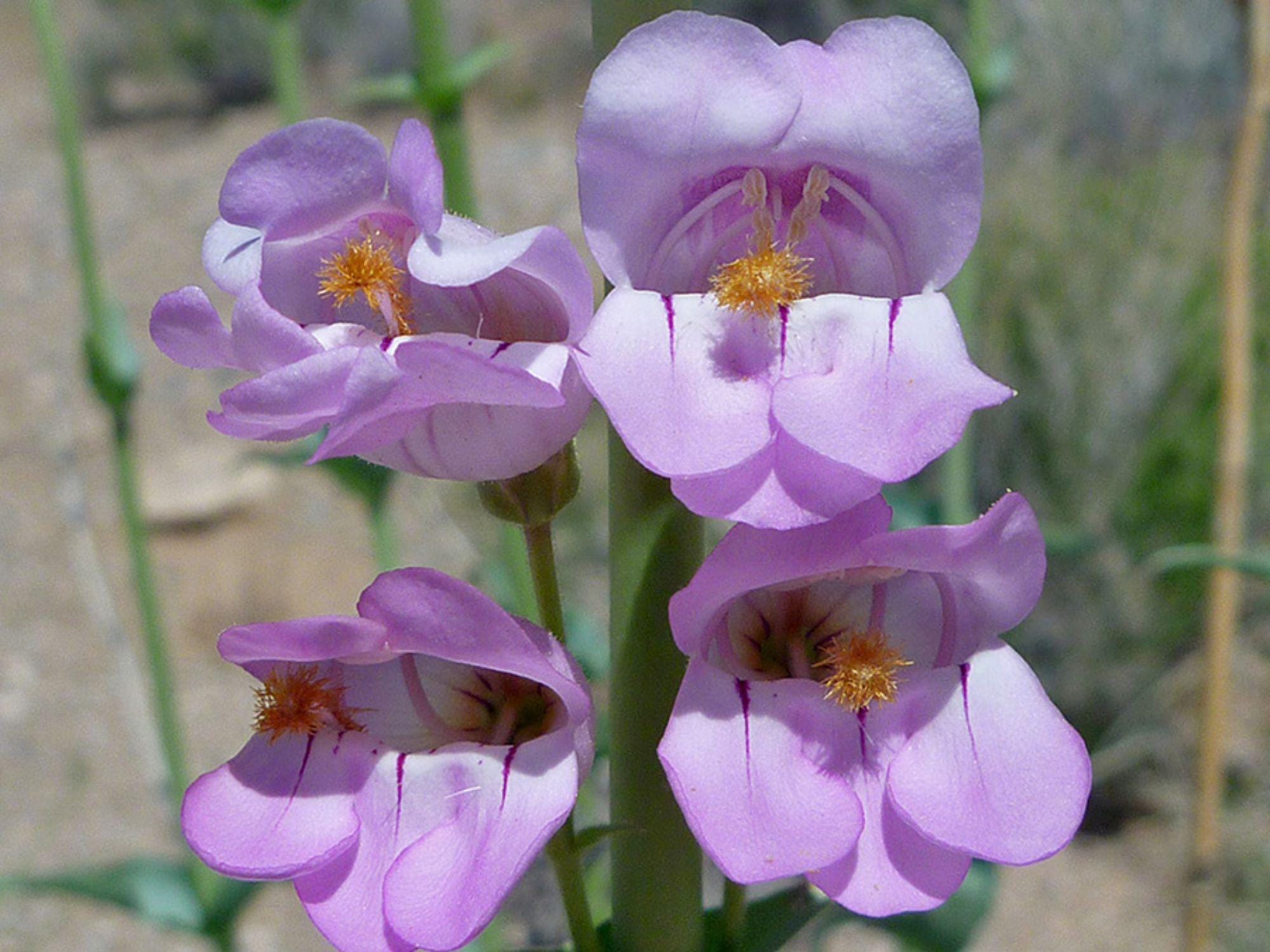 50 Penstemon palmeri Seeds – Wildflower Seeds for Pollinator Gardens, Tropical Foliage, Coastal Landscape, Cottage Garden, Exotic Plant Collection