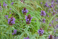 Self Heal Seeds – Prunella vulgaris Perennial Flowering Plant with Violet Spikes, 50 Seeds for Garden, Meadow & Wildflower Planting