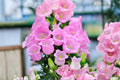 Pink Bellflower Seeds – Campanula medium, Flowering Plant, Pink Bell-Shaped Blooms, Garden Seeds, Outdoor, Perennial, 50 Seeds