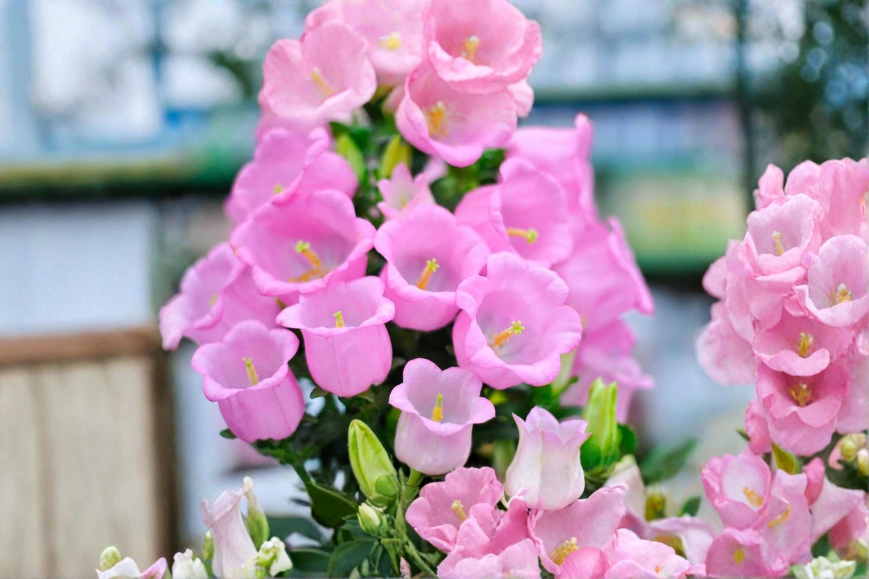 Pink Bellflower Seeds – Campanula medium, Flowering Plant, Pink Bell-Shaped Blooms, Garden Seeds, Outdoor, Perennial, 50 Seeds
