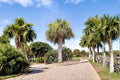 Palmetto Seeds – Sabal palmetto – Fan-shaped Palm Tree for Tropical Gardens & Landscaping – 10 Seeds