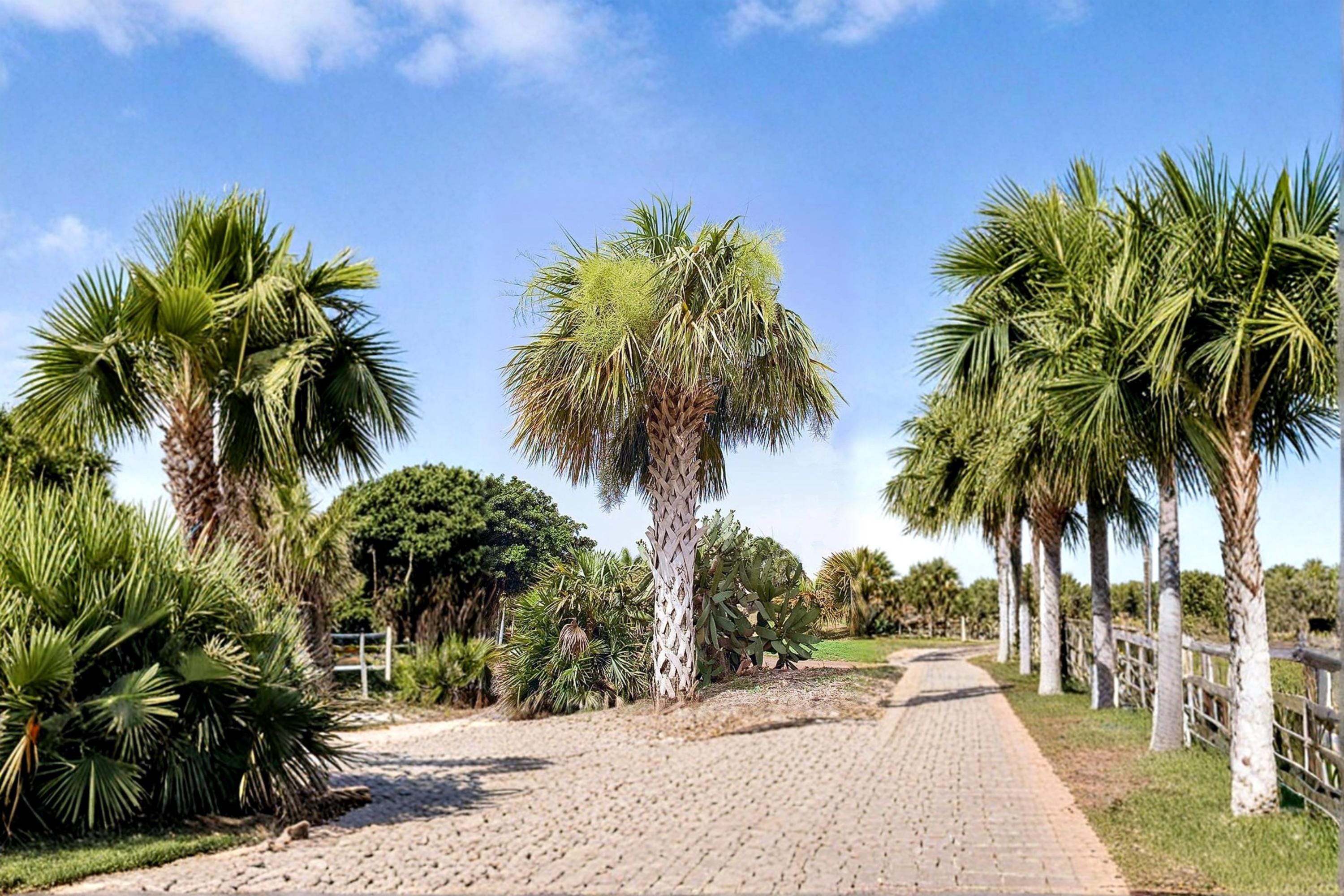 Palmetto Seeds – Sabal palmetto – Fan-shaped Palm Tree for Tropical Gardens & Landscaping – 10 Seeds