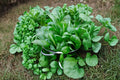 Space Hybrid Spinach Seeds – Leafy Green Vegetable, Spinacia oleracea, Salad Greens, Container & Garden Plant