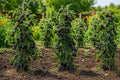 European Black Cherry Tomato Seeds - 100pcs Heirloom Non-GMO Solanum lycopersicum for Container Garden, Salad, and Gourmet Dishes