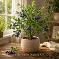 Spicebush Bare Root Plant Lindera benzoin Native Deciduous Shrub Fragrant Foliage Spring Flowers