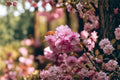 Sakura Tree Seeds – Prunus serrulata – Ornamental Flowering Cherry with Pink Blossoms – Bonsai & Landscape Planting