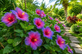 Multicolor Hibiscus Seeds - 30pcs Non-GMO Heirloom Hibiscus rosa-sinensis for Vibrant Garden, Borders, Containers