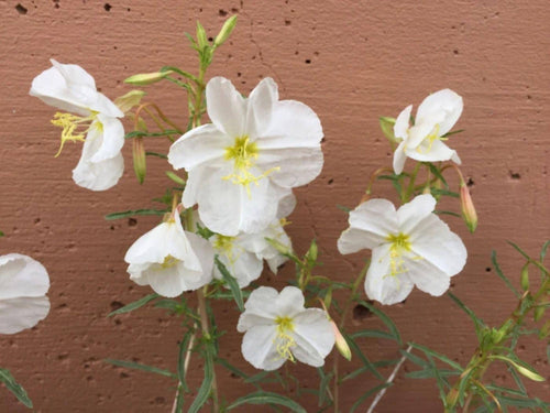 100 Pale Evening Primrose Seeds – Wildflower Seeds for Pollinator Gardens, Oenothera pallida, Cottage Garden, Meadow Planting