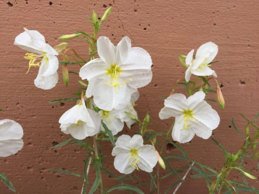 100 Pale Evening Primrose Seeds – Wildflower Seeds for Pollinator Gardens, Oenothera pallida, Cottage Garden, Meadow Planting