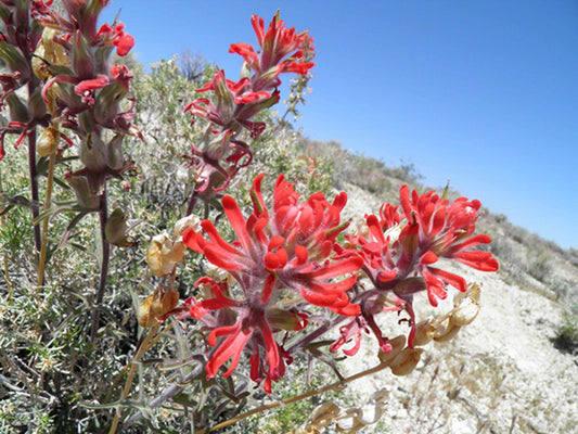 100 Northwestern Seeds – Castilleja angustifolia Wildflower Seeds for Pollinator Gardens, Cottage Garden, Meadow, Prairie, Ornamental Grass