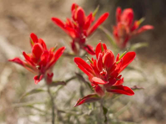 100 Southwestern Seeds – Castilleja integra Wildflower Seeds for Pollinator Gardens, Ornamental Grass, Cottage Garden, Naturalistic Planting