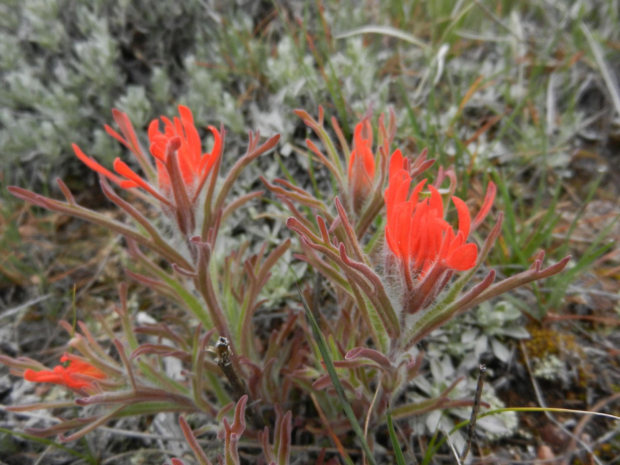 100 Aspen Paintbrush Seeds – Castilleja miniata Wildflower Seeds for Naturalistic Garden, Pollinator, Cottage Garden, Ornamental Grass
