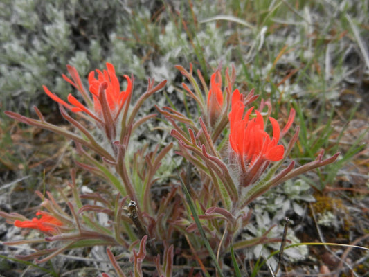 100 Aspen Paintbrush Seeds – Castilleja miniata Wildflower Seeds for Naturalistic Garden, Pollinator, Cottage Garden, Ornamental Grass