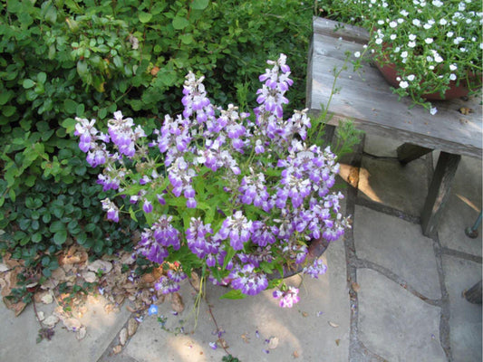 Chinese Houses Seeds – Collinsia heterophylla Wildflower Seeds for Pollinator Gardens, Cottage Garden, Natural Landscape, 100 Seeds