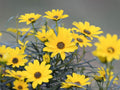 100 Swamp Sunflower Seeds – Helianthus angustifolius Wetland Wildflower Seeds for Rain Gardens and Moisture-Loving Plantings